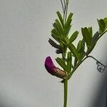 Vicia sativa Flower