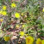 Potentilla heptaphylla 葉