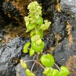 Cochlearia danica Fuelha