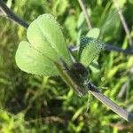 Baptisia alba पत्ता