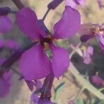 Moricandia moricandioides Flor