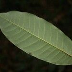 Virola michelii Hoja