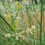 Juncus effususFlower