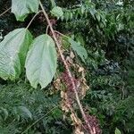 Urera baccifera Hábito