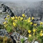 Coreopsis gigantea फूल