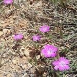 Dianthus graniticus Costuma