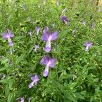Trichostema dichotomum Flor
