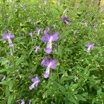 Trichostema dichotomum Floare