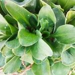 Limonium santapolense Hoja
