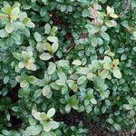 Myrsine africana Likasa