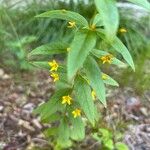 Lysimachia quadrifolia 花