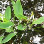 Orontium aquaticum عادت