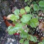 Heuchera rubescens List