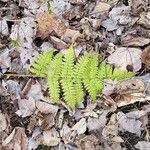 Dryopteris intermedia Hoja