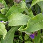 Pulmonaria mollis برگ