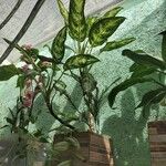 Aglaonema commutatum Liść