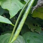 Cochliasanthus caracalla Fruto