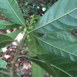 Chrysophyllum venezuelanense Hoja