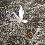 Colchicum longifolium Kvet