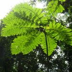 Cyathea arborea Hoja