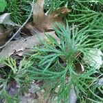 Lycopodium complanatum Blad