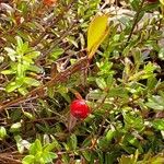 Vaccinium macrocarpon Fruit