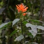 Aphelandra chamissoniana പുഷ്പം