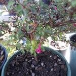 Fuchsia microphylla পাতা