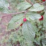Cotoneaster bullatus 葉