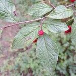 Cotoneaster bullatus Leaf