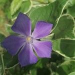 Vinca majorफूल