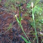 Iris virginica Цвят