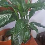 Spathiphyllum floribundum葉