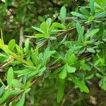 Berberis wilsoniae Листок