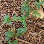 Amaranthus viridis Tervik taim