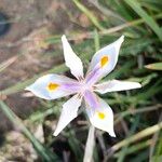 Dietes grandiflora Çiçek