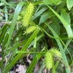 Carex lurida Floro