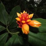 Costus curvibracteatus Leaf