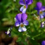 Viola tricolorŽiedas