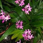 Spathoglottis unguiculata Цветок