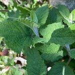 Teucrium scorodonia Leaf