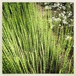 Equisetum fluviatile Leaf