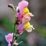 Antirrhinum australeফুল