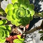 Aeonium arboreumᱵᱟᱦᱟ