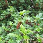 Ribes magellanicum Flor