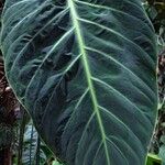 Philodendron gigas Φύλλο