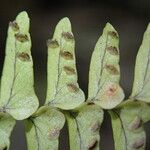 Nephrolepis undulata Blatt