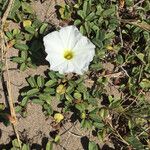 Ipomoea imperati Leaf