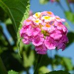 Lantana camara Flor