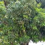 Mangifera indica পাতা